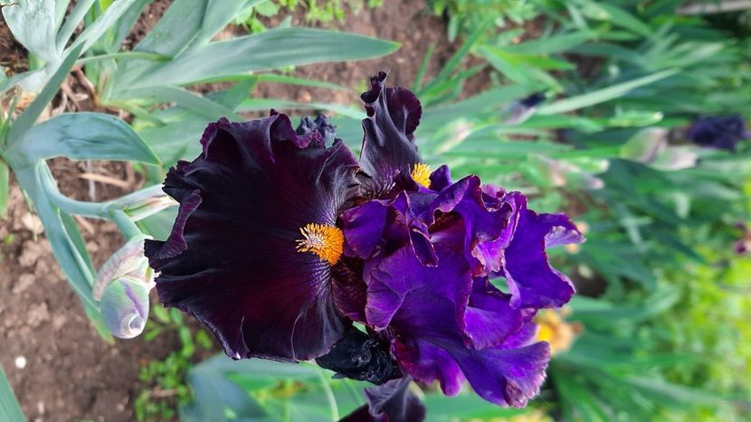  - Diverse flori 2024