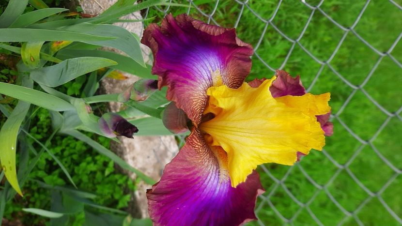  - Diverse flori 2024