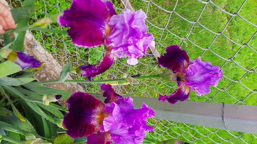  - Diverse flori 2024