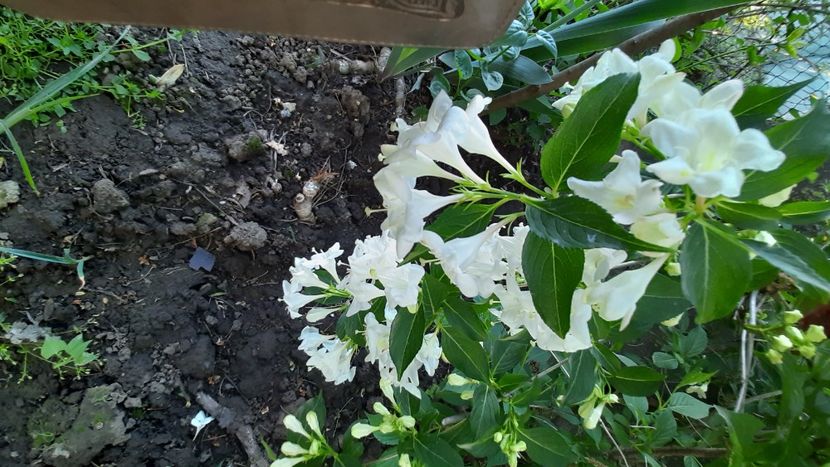  - Diverse flori 2024