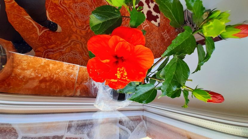  - Diverse flori 2024