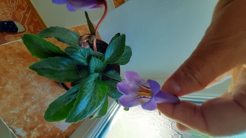  - Diverse flori 2024