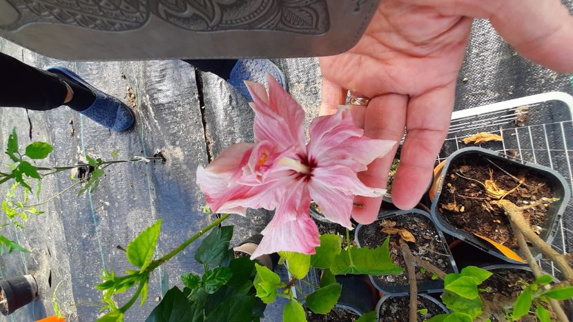  - Diverse flori 2024