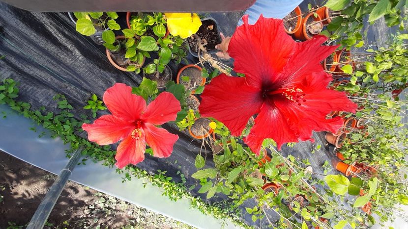  - Diverse flori 2024