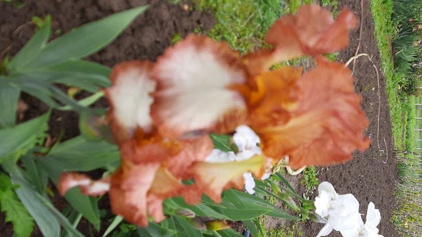  - Diverse flori 2024