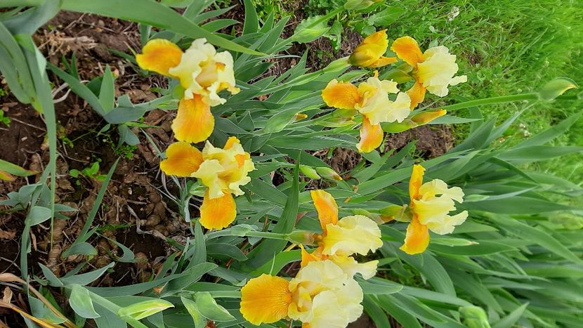  - Diverse flori 2024