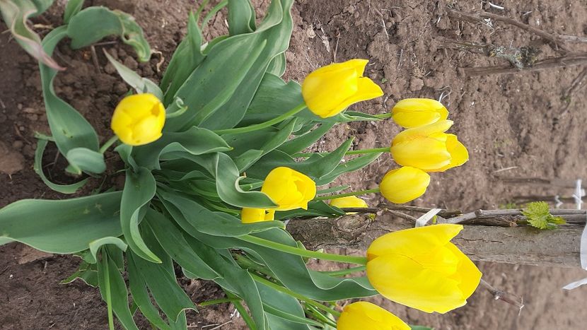  - Diverse flori 2024