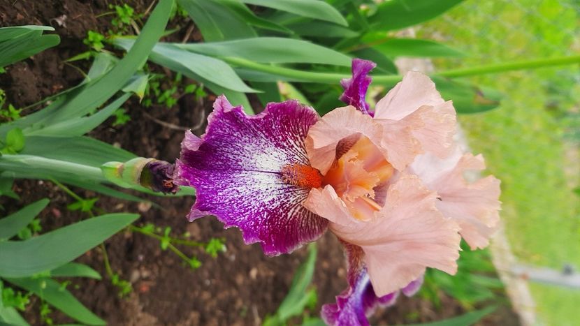  - Diverse flori 2024