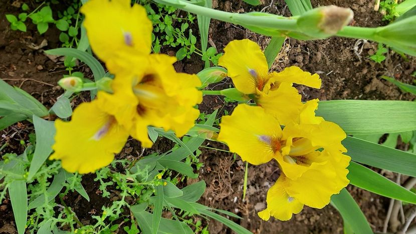  - Diverse flori 2024