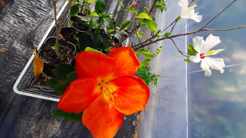  - Diverse flori 2024