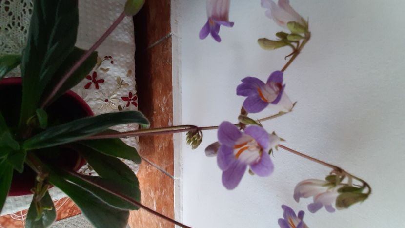  - Diverse flori 2024