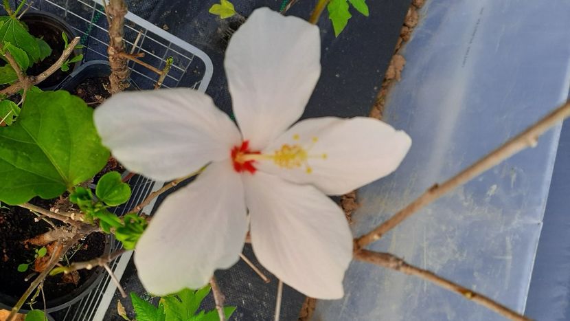  - Diverse flori 2024