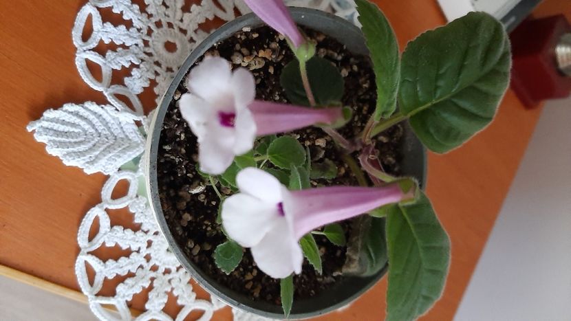  - Diverse flori 2024