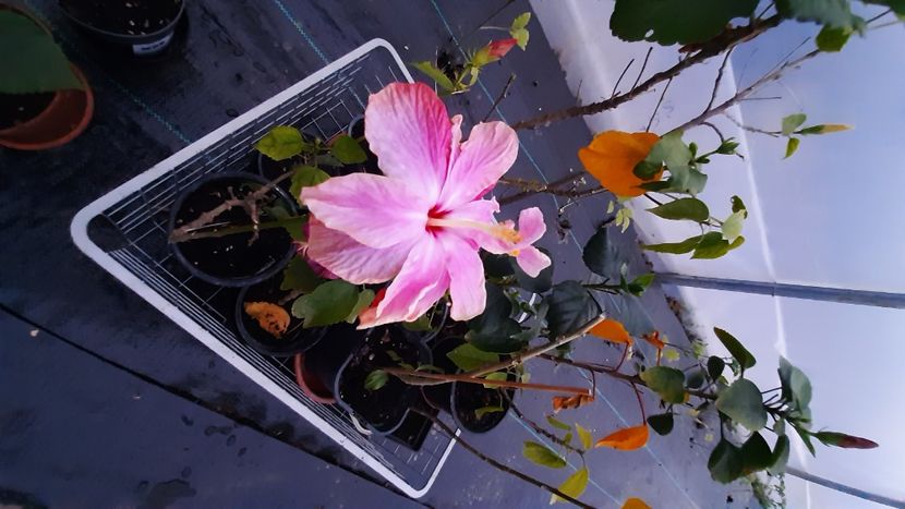  - Diverse flori 2024