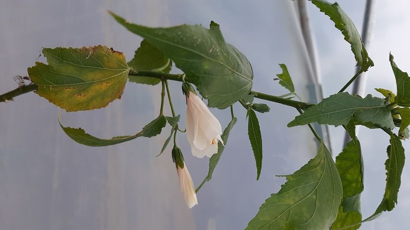  - Diverse flori 2024