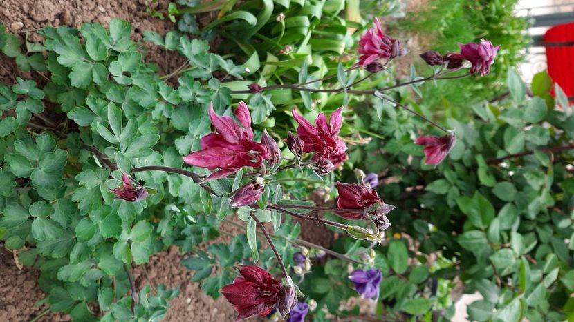  - Diverse flori 2024