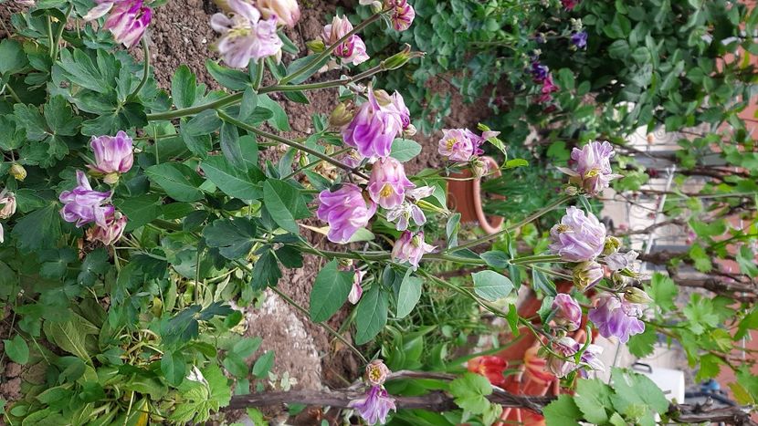  - Diverse flori 2024