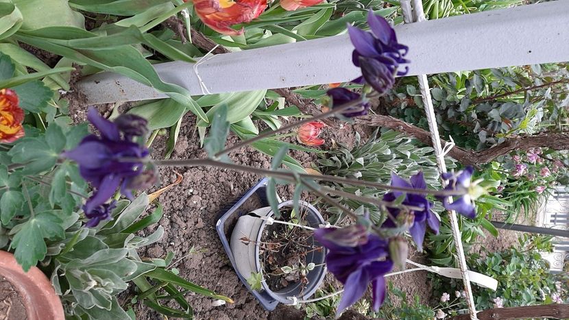  - Diverse flori 2024