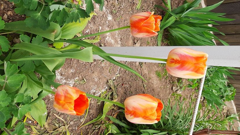  - Diverse flori 2024