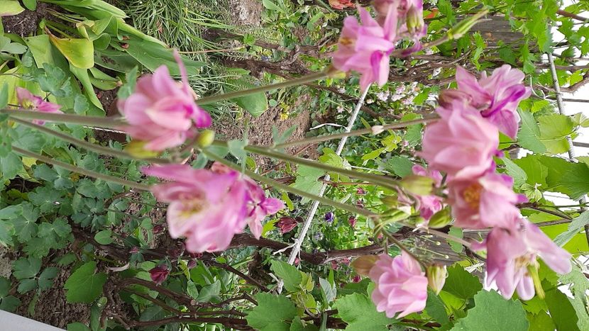  - Diverse flori 2024