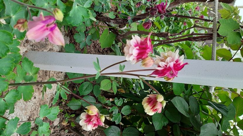  - Diverse flori 2024