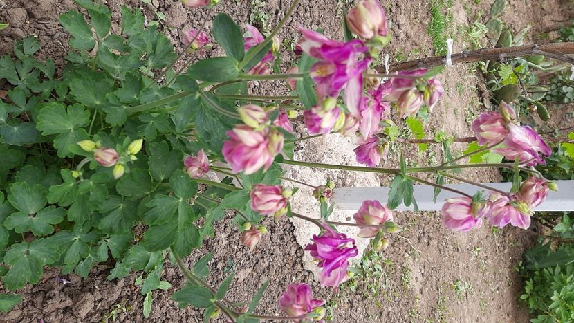  - Diverse flori 2024