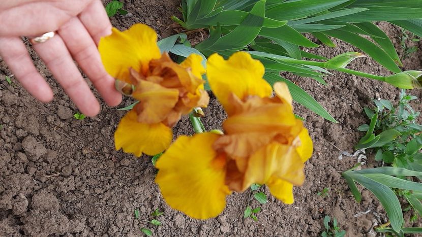  - Diverse flori 2024