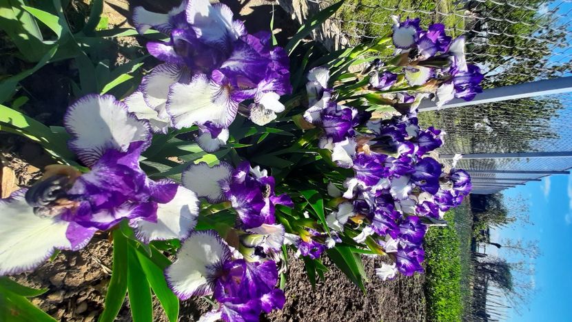  - Diverse flori 2024