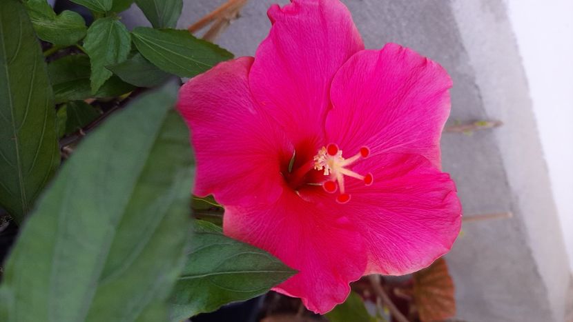  - Diverse flori 2024