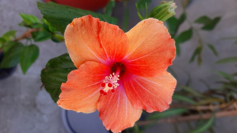  - Diverse flori 2024