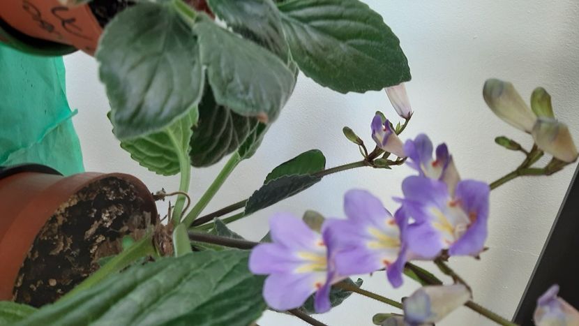  - Diverse flori 2024