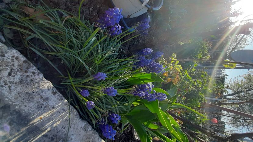  - Diverse flori 2024