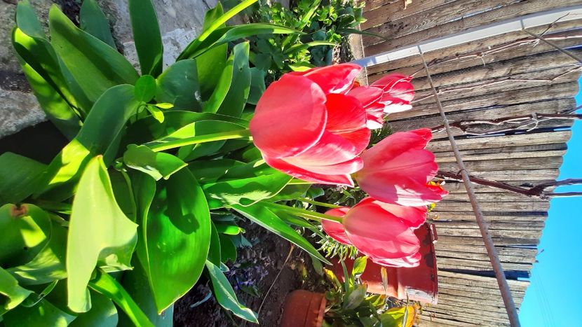  - Diverse flori 2024