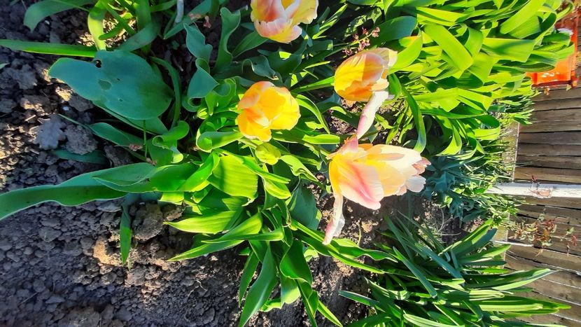  - Diverse flori 2024