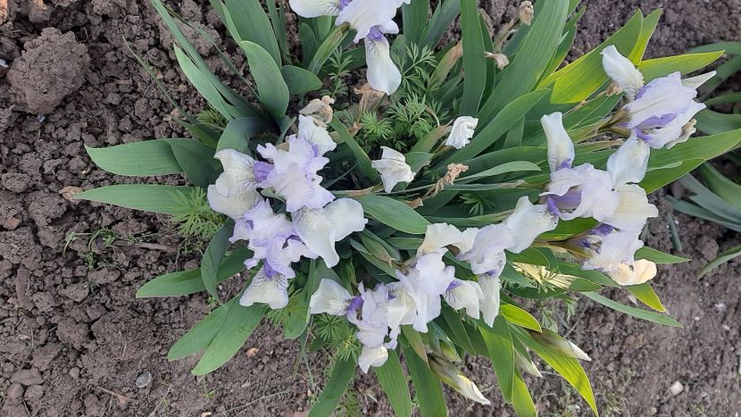  - Diverse flori 2024