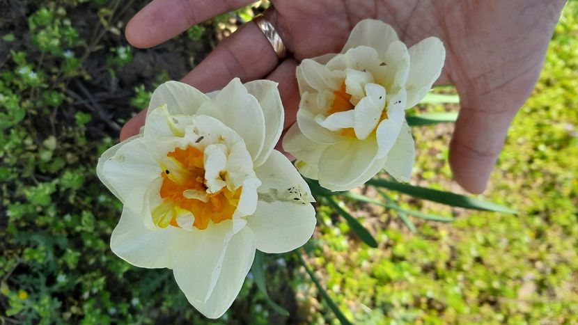  - Diverse flori 2024