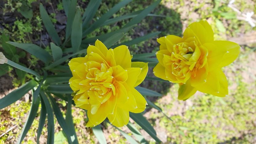  - Diverse flori 2024