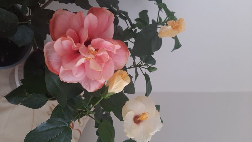  - Diverse flori 2024