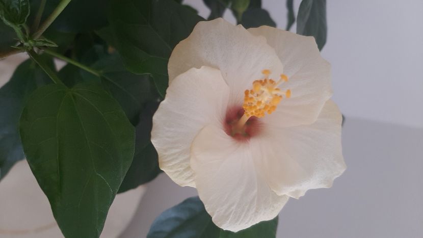  - Diverse flori 2024