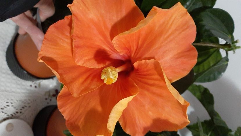  - Diverse flori 2024