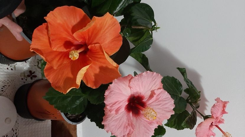  - Diverse flori 2024