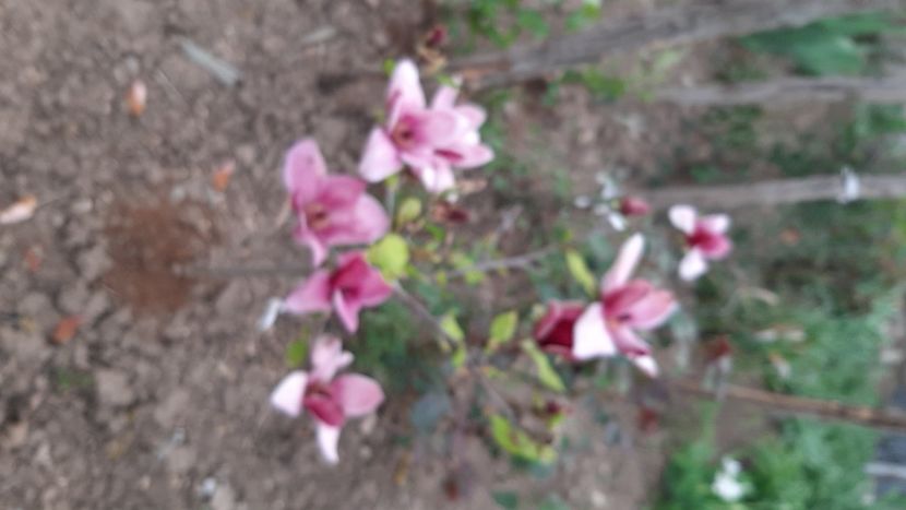  - Diverse flori 2024