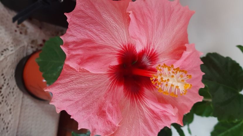  - Diverse flori 2024