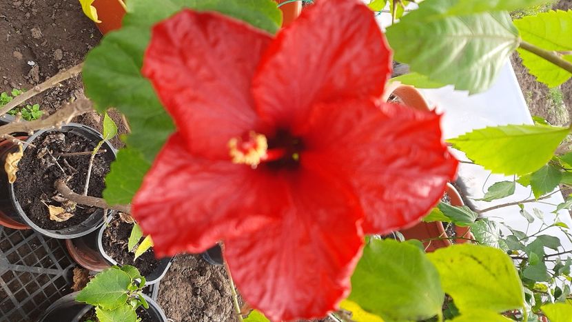  - Diverse flori 2024