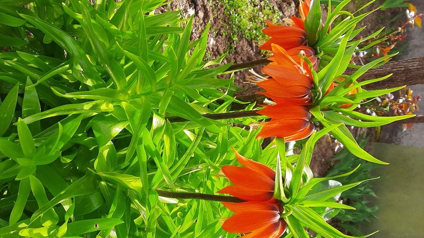  - Diverse flori 2024