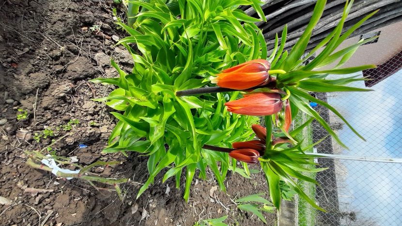  - Diverse flori 2024