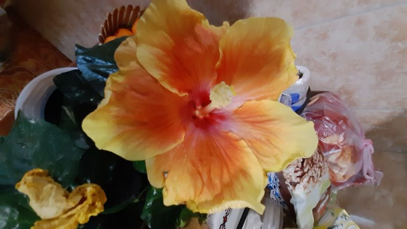  - Diverse flori 2024