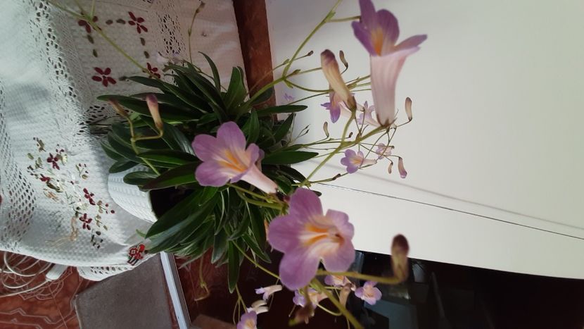  - Diverse flori 2024