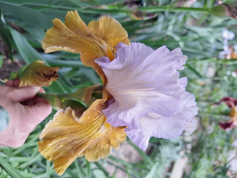 Affaire - Irisi 2024