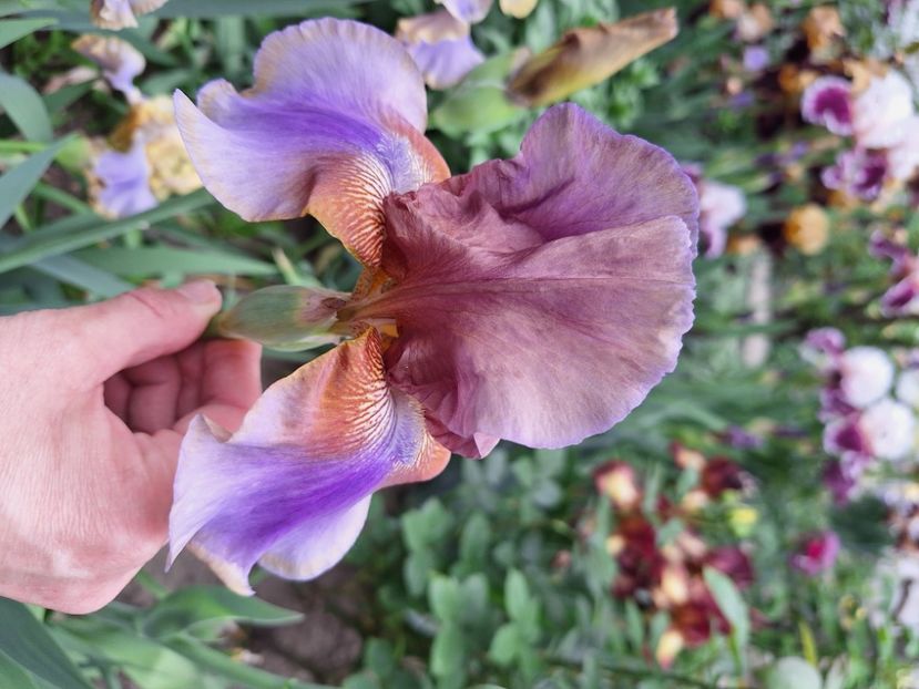 Burnt coffe - Irisi 2024